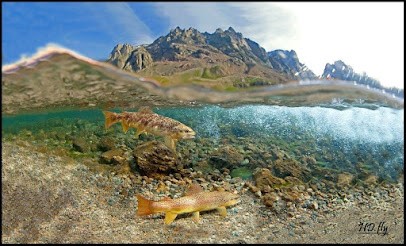 HDflies, Site de Pêche à Sassenage